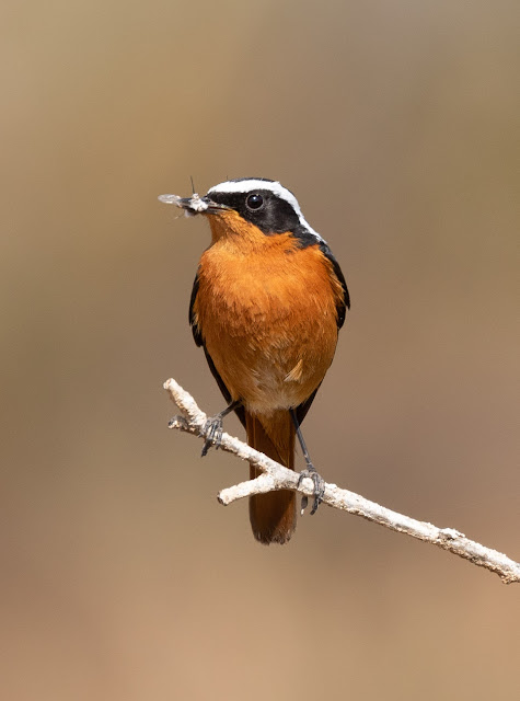 Moussier's Redstart - Souss Massa National Park, Morocco