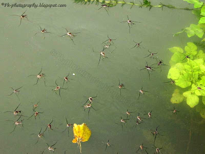 Water Striders