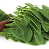 Moringa leaves for treatment benefit-Haelthy Life