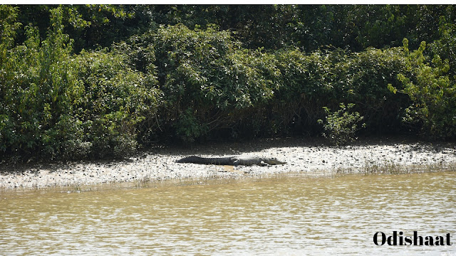 Bhitarkanika national park