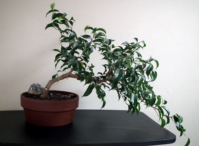  Ficus Wiandi cascade bonsai