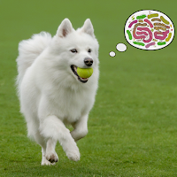 A happy and healthy dog with a wagging tail chases a ball in a field, with a thought bubble showing healthy gut bacteria.