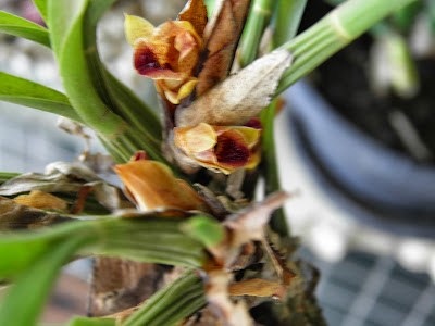 Orquídeas; mini orquídeas