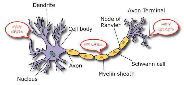 Anatomy of a Neuron