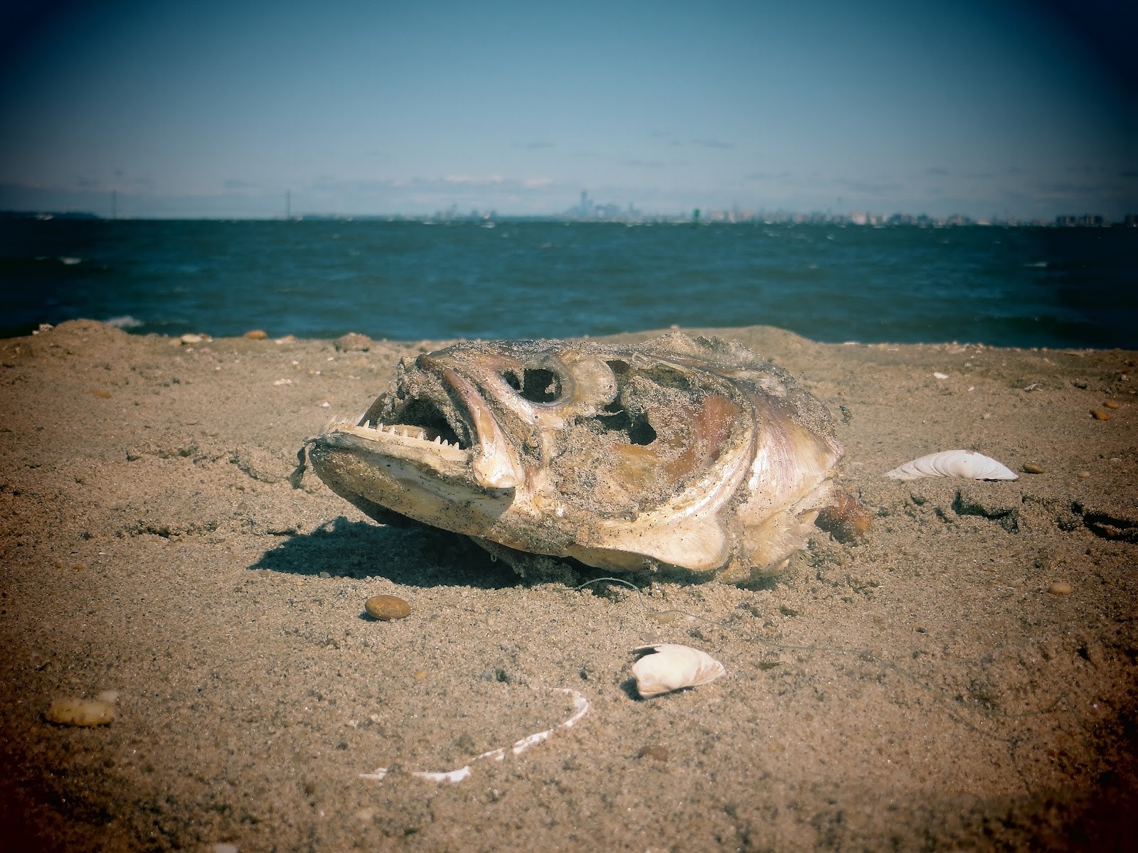 Scary-Looking, Strange Fish Found in Area Sand