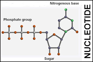 nucleotide