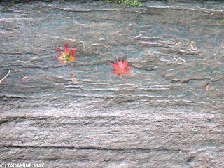 Kozanji Temple, Kyoto sightseeing