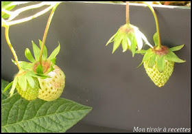 fraises gariguettes