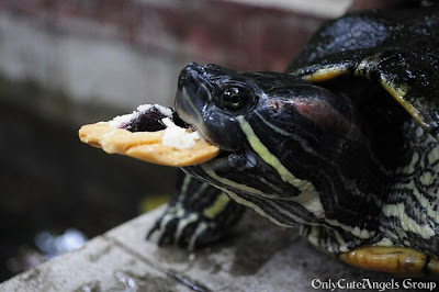 Turtles_Eating_Things