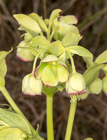 Stinking Hellebore, Helleborus foetida.  Behind Leaves Green, 19 March 2014.