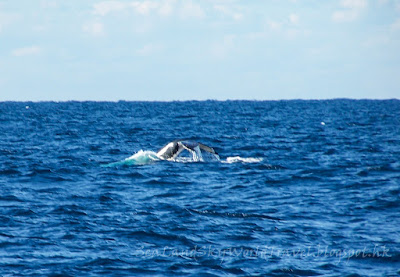 史蒂芬港Port Stephens, whale watching, 觀鯨魚