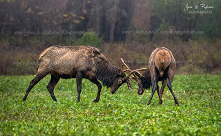 Elk Rut visit elk country Benezette Pennsylvania