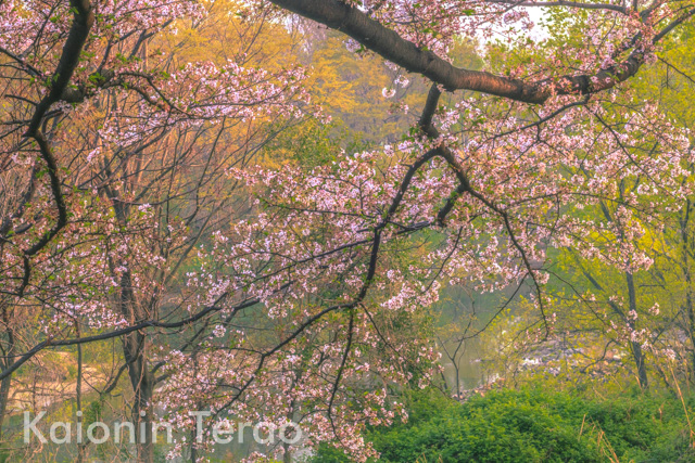 Branch draws spring 花よ木よ風よ 京都府八幡市 背割堤