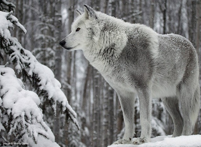 white wolf big