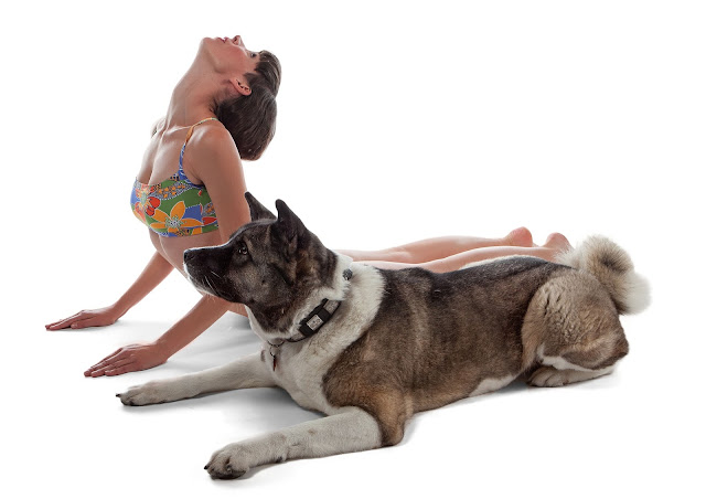 How yoga will profit your pets