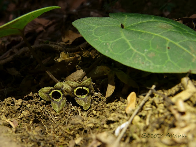 Asarum nipponicum