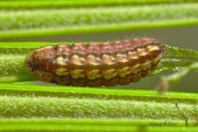 Plains Cupid - Chilades pandava Horsfield caterpillar