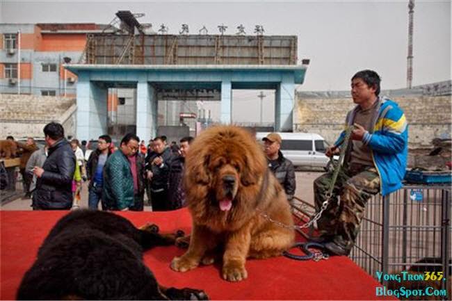 Chó Ngao Tây Tạng và chủ nhân 3
