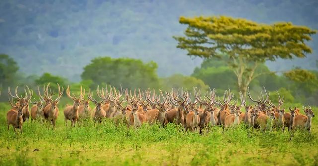 Taman Nasional Baluran didirikan pada tahun 1980 dan secara resmi diresmikan oleh Presiden Soeharto pada tahun 1984. Taman nasional ini terletak di Kabupaten Situbondo, Banyuwangi, dan Bondowoso, dan merupakan salah satu taman nasional terbesar di Jawa Timur.