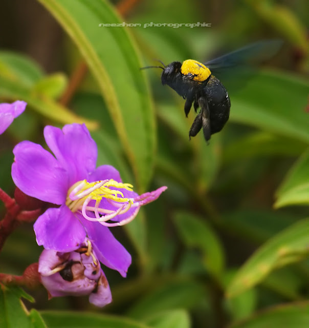 A bee approaching Senduduk flower