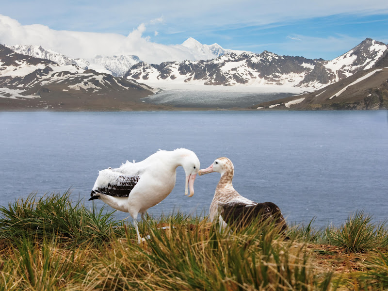 Pair%252520of%252520Wandering%252520albatrosses%252520in%252520mating%252520ritual%252520at%252520Albatross%252520Island%25252C%252520South%252520Georgia%252520Islands.%252520The%252520Wandering.jpg