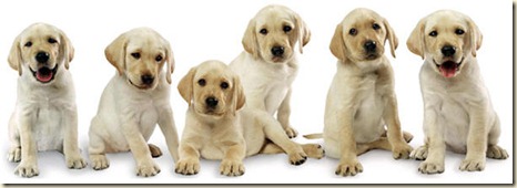 comida para cachorros8