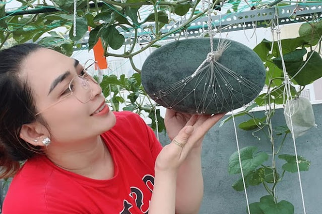 howto grow watermelon from seeds at home