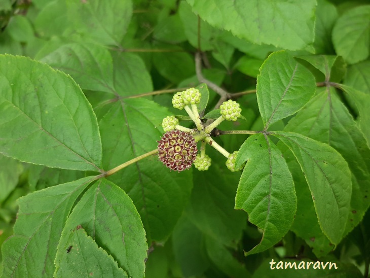 Свободноягодник сидячецветковый (Acanthopanax sessiliflorus, =Eleutherococcus sessiliflorus)