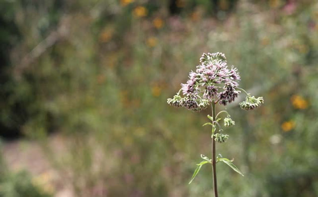 Joe-Pye Weed Flowers