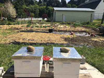 garden and beehives 2021