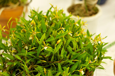 Encyclia orchid care