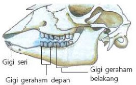 SISTEM PENCERNAAN HEWAN  MEMAMAH BIAK YANJUZ