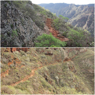 PR-TF-10 LA PUNTA DEL HIDALGO A LA CRUZ DEL CARMEN, sendero de subida hacia Chinamada