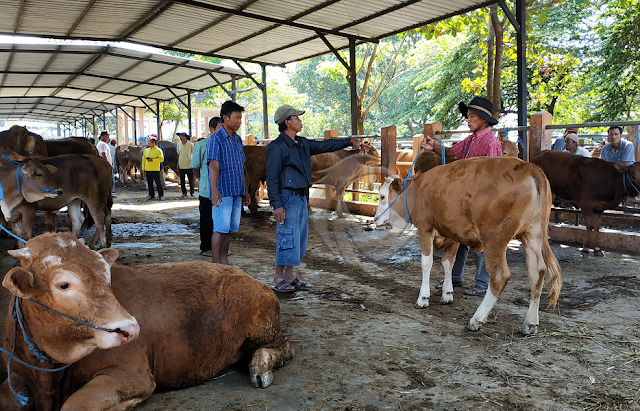   Inilah Panduan Protokol Idul Adha dan Penyembelihan Hewan Kurban di Jabar