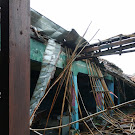 Angin Puting Beliung Terjang Desa Temiyangsari, Kec. Kroya, Indramayu, 19 Rumah Rusak