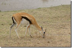 Thompson's Gazelle