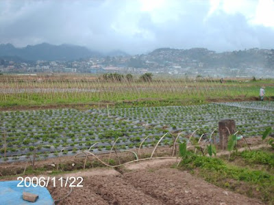 Strawberry Farm