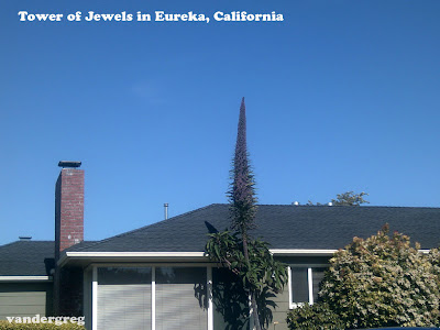 Tower of Jewels Plant in Eureka, CA - Echium Wildpretti - gvan42