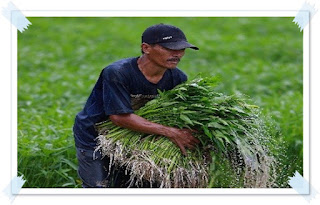 http://www.sri-ya.com/2018/03/cara-menanam-kangkung-dan-gambarnya.html