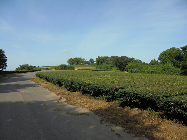 茶畑の美しい風景