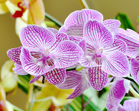 Orchids 02 at the Chicago Botanic Garden by Jeanne Selep