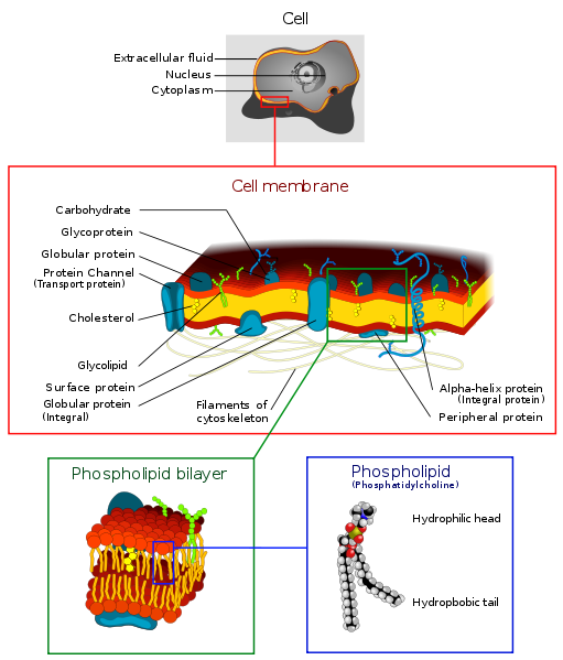 cell membrane diagram. cell membrane diagram. cell