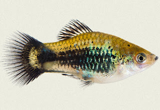 platy tuxedo copper green