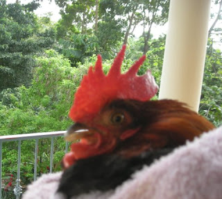 bantam rooster, La Ceiba,Honduras