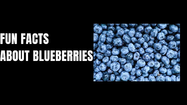 20 Fun facts about blueberries