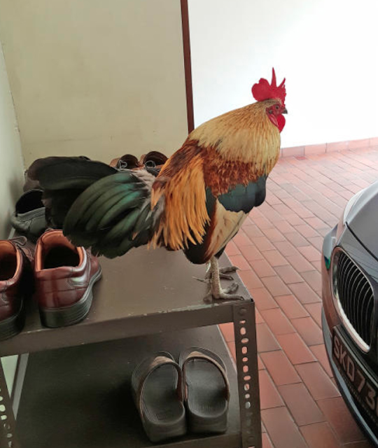 ayam hutan jalak