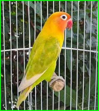 Lovebird jenis pastel hijau yang sangat indah