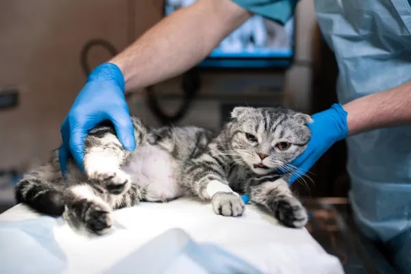 Cuidados después de la esterilización de un gato