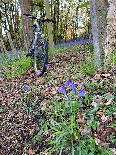 more bluebells