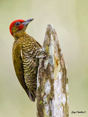 Rufous winged Woodpecker